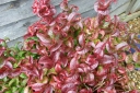 rośliny ogrodowe -  Kiścień wawrzynowy CURLY RED Leucothoe axillaris /C2 *K19