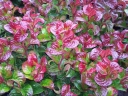 rośliny ogrodowe - Kiścień wawrzynowy CURLY RED Leucothoe axillaris /C2 *K19