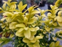 rośliny ogrodowe - Bukszpan wieczniezielony LATIFOLIA MACULATA Buxus sempervirens Lawson'sGold C2/20cm *16