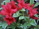 sadzonki -  Karłowa azalia japońska CZERWONA 'Hot Shot Variegata' C4/30cm *19K