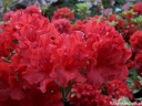rośliny ogrodowe - Karłowa azalia japońska CZERWONA 'Hot Shot Variegata' C4/30cm *19K