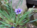 rośliny ogrodowe - Miecznica wąskolistna niebieska Sisyrinchium angustifolium /P9-P7