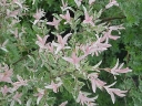 rośliny ozdobne - Wierzba japońska Hakuro Nishiki (Salix integra Hakuro Nishiki) C2