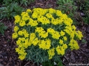 rośliny ogrodowe -  Wilczomlecz pstry Euphorbia polychroma syn. Euphorbia epithymoides -C2 *K7