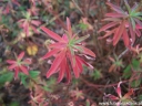 rośliny ozdobne - Wilczomlecz pstry Euphorbia polychroma syn. Euphorbia epithymoides -C2 *K7