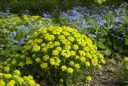 sadzonki - Wilczomlecz pstry Euphorbia polychroma syn. Euphorbia epithymoides -C2 *K7
