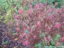 rośliny ozdobne - Wilczomlecz pstry Euphorbia polychroma syn. Euphorbia epithymoides -C2 *K7