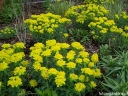 sadzonki - Wilczomlecz pstry Euphorbia polychroma syn. Euphorbia epithymoides -C2 *K7