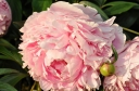 sadzonki -  Piwonia bylinowa SARAH BERNHARDT Peonia lactiflora /C3 *K16