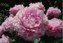 sklep ogrodniczy - Piwonia bylinowa SARAH BERNHARDT Peonia lactiflora /C3 *K16