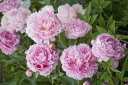rośliny ogrodowe - Piwonia bylinowa SARAH BERNHARDT Peonia lactiflora /C3 *K16