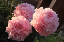 rośliny ogrodowe - Piwonia bylinowa SARAH BERNHARDT Peonia lactiflora /C3 *K16