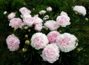 sadzonki - Piwonia bylinowa SARAH BERNHARDT Peonia lactiflora /C3 *K16