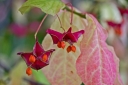 rośliny ozdobne -  Trzmielina wielkoskrzydła Euonymus macropterus C2/40-60cm