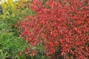 sklep ogrodniczy - Trzmielina wielkoskrzydła Euonymus macropterus C2/40-60cm