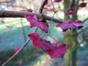 sklep ogrodniczy - Trzmielina wielkoskrzydła Euonymus macropterus C2/40-60cm