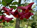 sklep ogrodniczy - Trzmielina wielkoskrzydła Euonymus macropterus C2/40-60cm