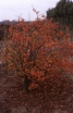 sklep ogrodniczy - Jabłoń japońska 'Coutabri' POM ZAI Malus misa C5/30-40cm *K17