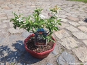 rośliny ogrodowe - Jabłoń japońska 'Coutabri' POM ZAI Malus misa C5/30-40cm *K17