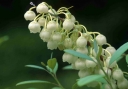 sadzonki -  Zenobia śniada Zenobia pulverulenta C2(C5)/40-60cm *T73