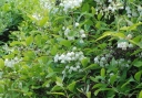 rośliny ozdobne - Zenobia śniada Zenobia pulverulenta C2(C5)/40-60cm *T73