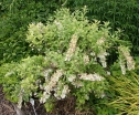 sadzonki - Zenobia śniada Zenobia pulverulenta C2(C5)/40-60cm *T73