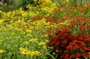 rośliny ogrodowe - Dzielżan HELENA RED SHADES Helenium autumnale /C2