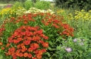 sadzonki - Dzielżan HELENA RED SHADES Helenium autumnale /C2