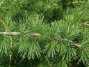 rośliny ogrodowe - Modrzew europejski Larix decidua