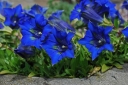 rośliny ogrodowe -  Goryczka siedmiodzielna Gentiana septemfida
