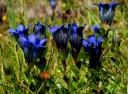 rośliny ozdobne - Goryczka siedmiodzielna Gentiana septemfida