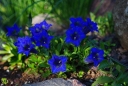 rośliny ozdobne - Goryczka siedmiodzielna Gentiana septemfida
