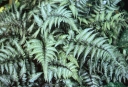 rośliny ogrodowe - Wietlica japońska (Athyrium niponicum Burgundy Lace)