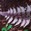 sadzonki - Wietlica japońska (Athyrium niponicum Burgundy Lace)