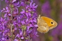 sklep ogrodniczy - Krwawnica pospolita Lythrum salicaria /P9