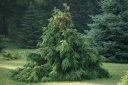 rośliny ogrodowe - Świerk pospolity ACROCONA Picea abies C5/30-40cm