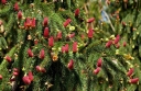 rośliny ozdobne - Świerk pospolity ACROCONA Picea abies C5/30-40cm