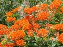 rośliny ozdobne -  Trojeść bulwiasta pomarańczowa Asclepias tuberoza /P13