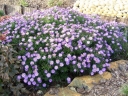 sadzonki - Aster krzaczasty liliowy zadarniający Aster Dumosus C2 *K16