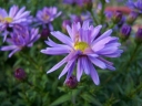 sadzonki - Aster krzaczasty liliowy zadarniający Aster Dumosus C2 *K16