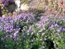 rośliny ogrodowe - Aster krzaczasty liliowy zadarniający Aster Dumosus C2 *K16