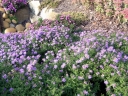 sadzonki - Aster krzaczasty liliowy zadarniający Aster Dumosus C2 *K16