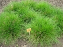 rośliny ozdobne -  Śmiałek darniowy BRONZESCHLEIER Deschampsia cespitosa /C2 *5