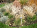 rośliny ogrodowe - Śmiałek darniowy BRONZESCHLEIER Deschampsia cespitosa /C2 *5