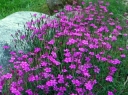 rośliny ogrodowe - Goździk siny GRANDIFLORUS Dianthus gratianopolitanus /C1,5