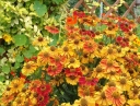 rośliny ogrodowe - Dzielżan HELENA GOLD Helenium autumnale /C2