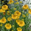 sklep ogrodniczy - Dzielżan HELENA GOLD Helenium autumnale /C2