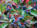sadzonki - Winobluszcz pięciolistkowy (tzw. dzikie wino syn. Parthenocissus quinquefolia) C2