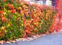 rośliny ozdobne - Winobluszcz pięciolistkowy (tzw. dzikie wino syn. Parthenocissus quinquefolia) C2