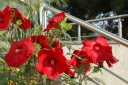sadzonki - Hibiscus bylinowy XXL odmiana MY VALENTINE Ketmia C5
